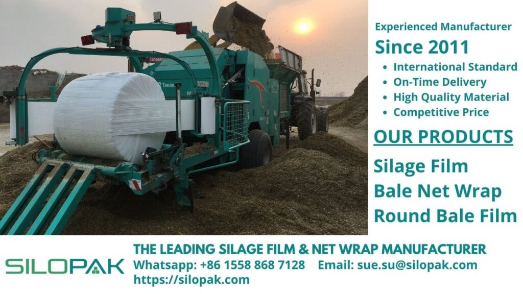 Growing and Feeding Lucerne silage, fermented feed