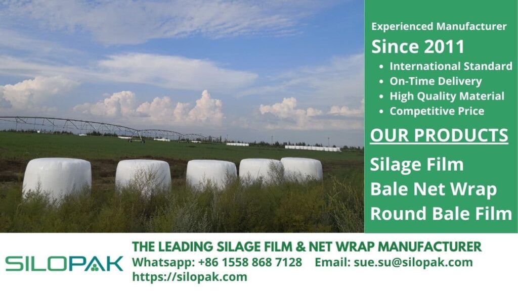 Legume Silage as a Source of High-Quality Protein for Livestock