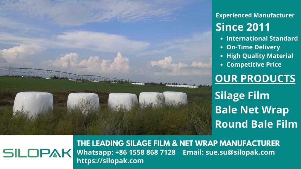 When Should Silage Be Cut, livestock feed