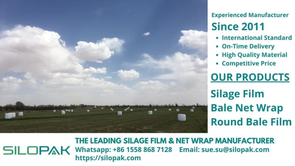 ruminant silage feed fermented grass legume corn maize