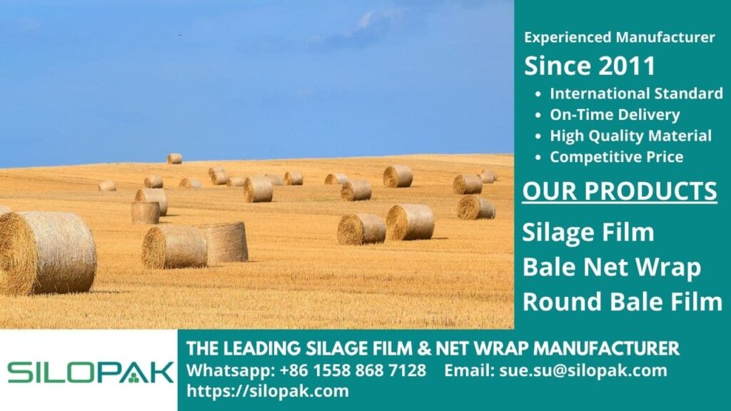 Healthy cattle feed hay, grass, pasture, forage