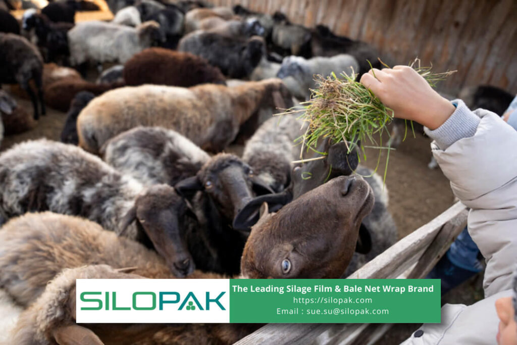 Benefits of Lucerne for Sheep, how to wrap silage film
