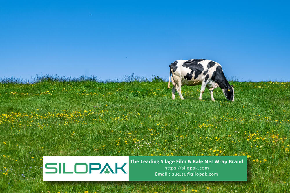 is Para Grass good for cows and Nutrition