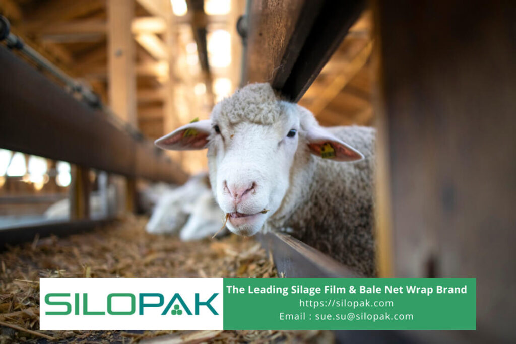 livestock feed silage, avoid bad silage ph