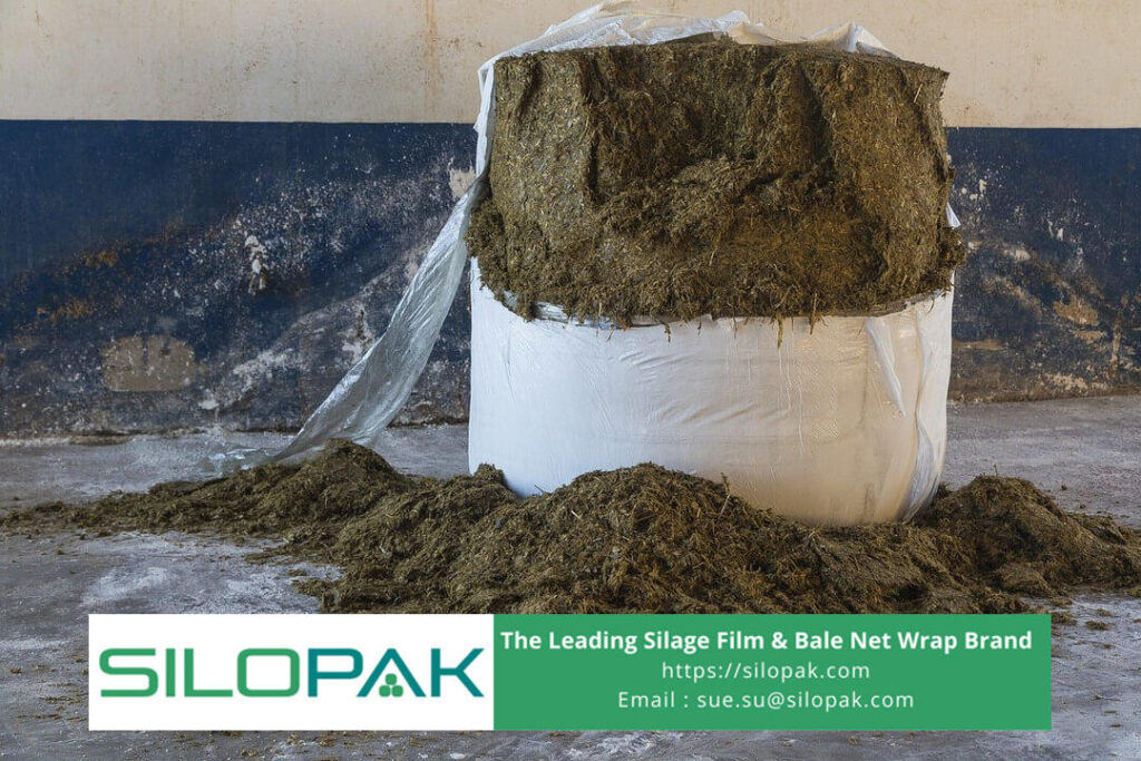 All You Need to Know about Nutritious Feeds and Guide to Making Silage