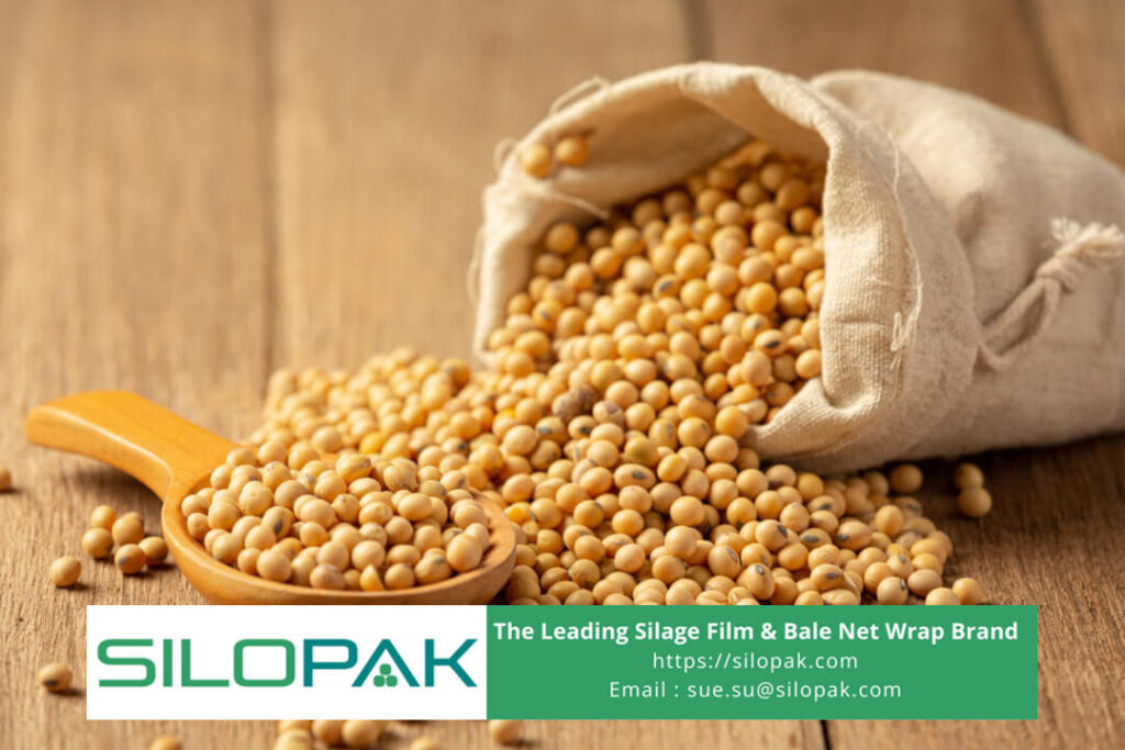 is cowpea good for cattle 