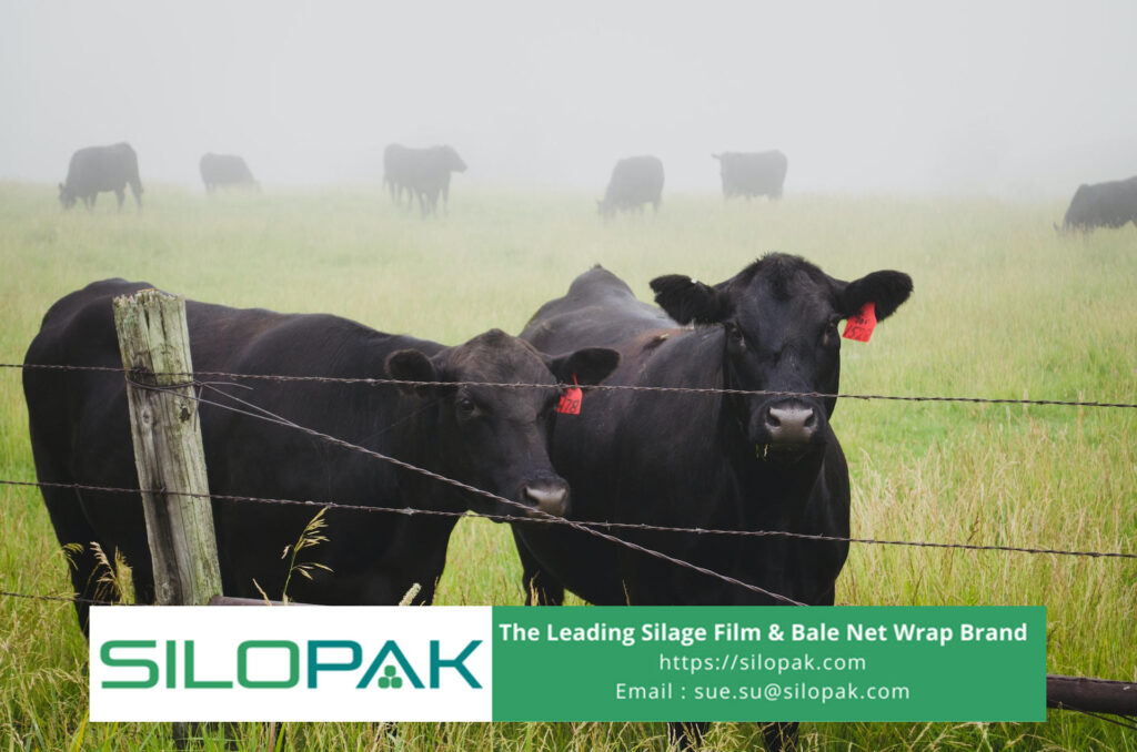 Napier Co4 Grass feed, stylo grass for livestock