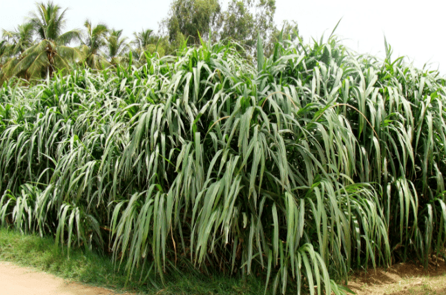 Cumbu Napier Hybrid animal feed