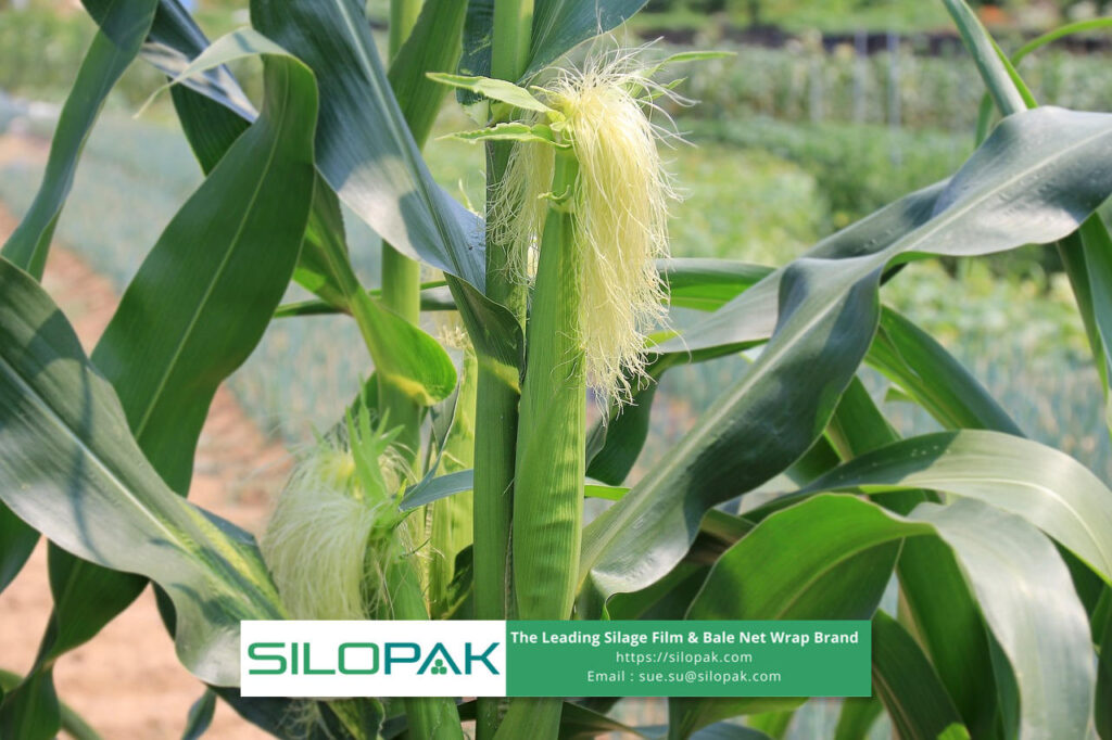 corn stalks for animal feed and bedding