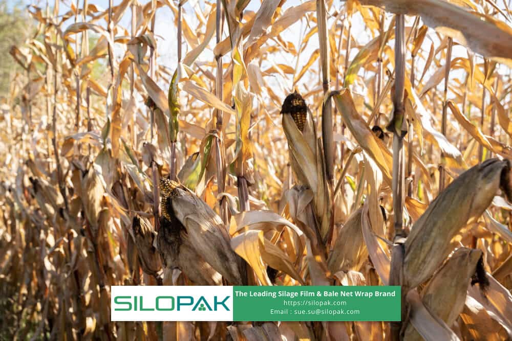 Corn Stalk For Industrial Purpose