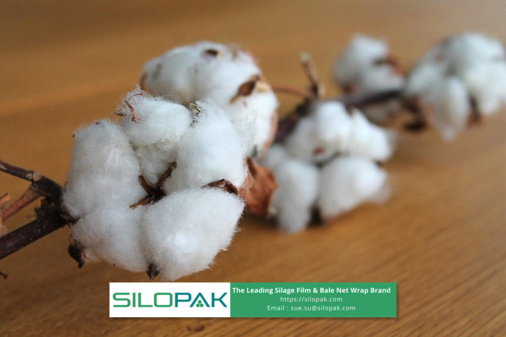 Cotton Fiber Bales and Stems for Various Industrial Purposes