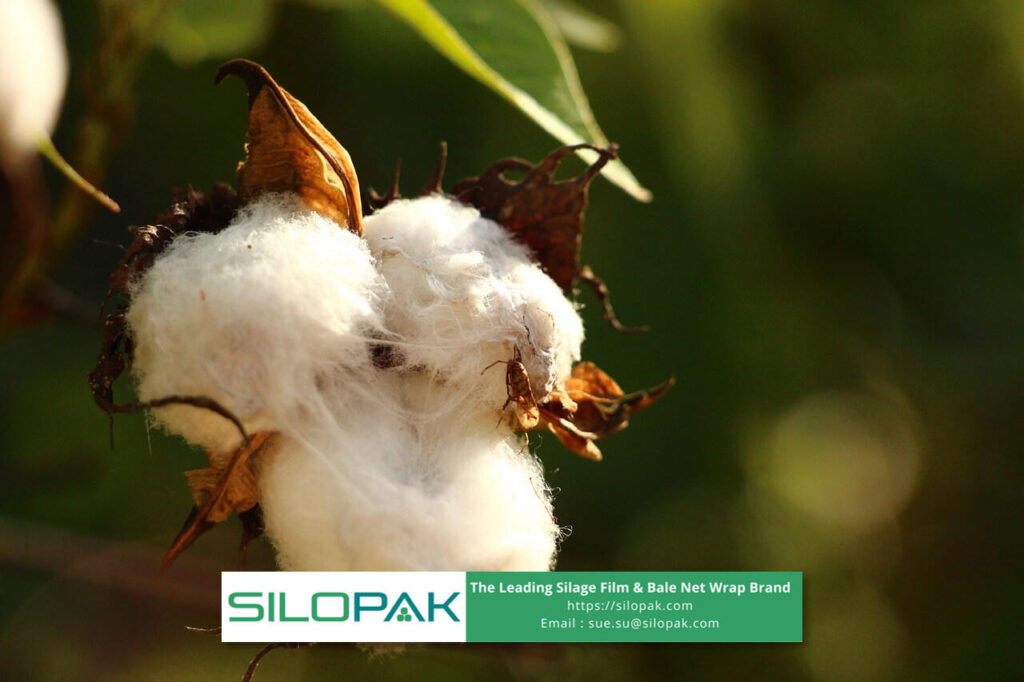 Making Bales of Cotton Stalks