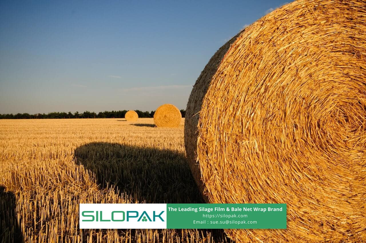 Hay Bale, Gold Wheat Stack Tied With Twine. Golden Straw, Dry