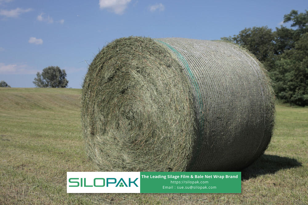 How to Maximize the Use of Alfalfa Hay as an Energy Source and Others