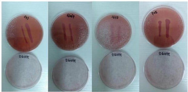 Antibacterial chart of SD-705 single strain and SD-705 compound strain against mold and yeast